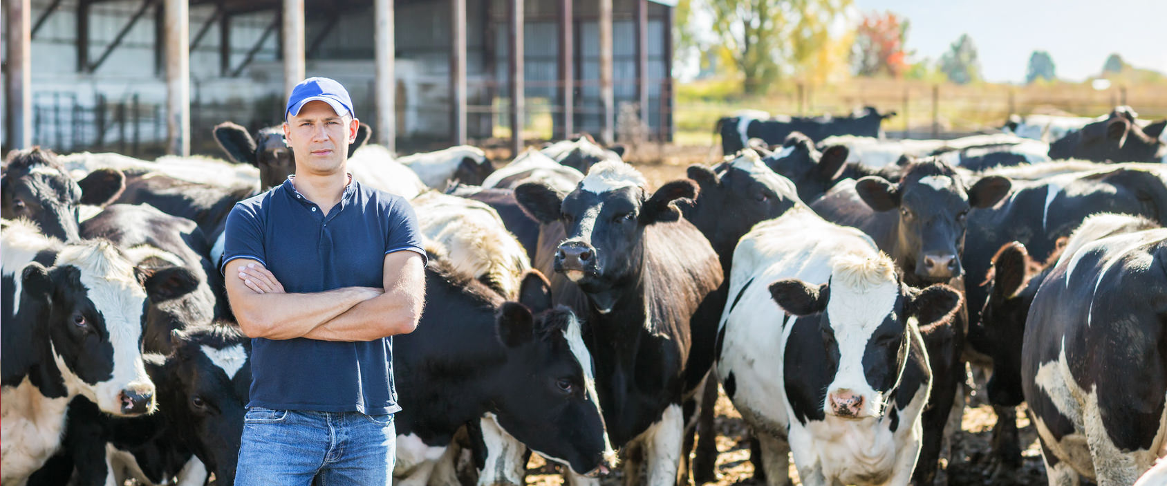 camera pour bergerie et stabulation