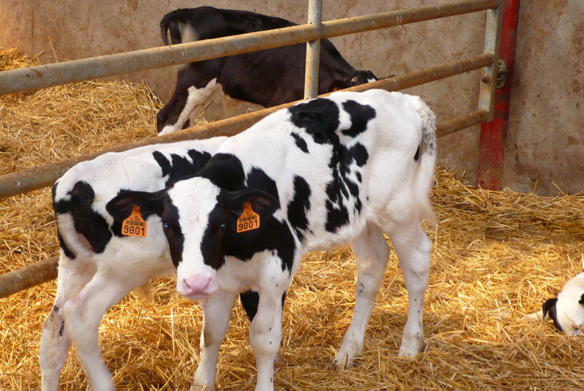 surveillance veau en stabulation