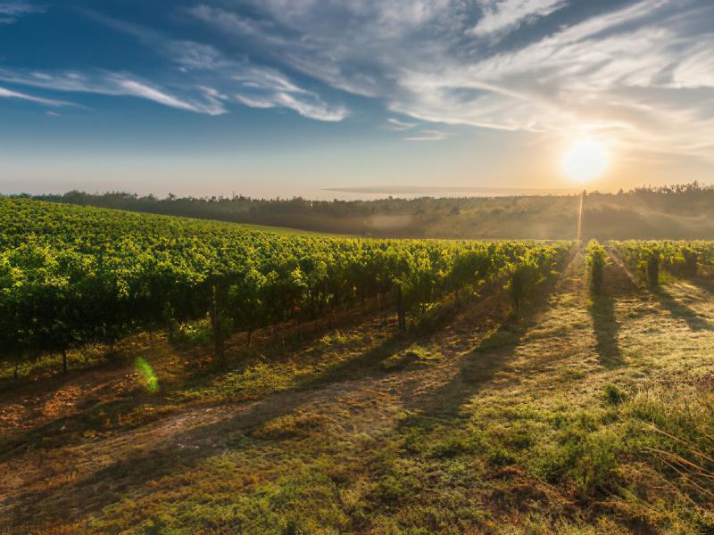 surveillance vignoble