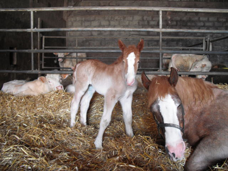 surveillance box vêlage