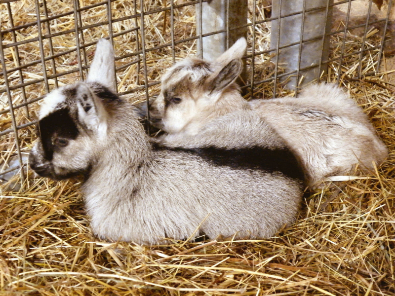 camera parc de vêlage